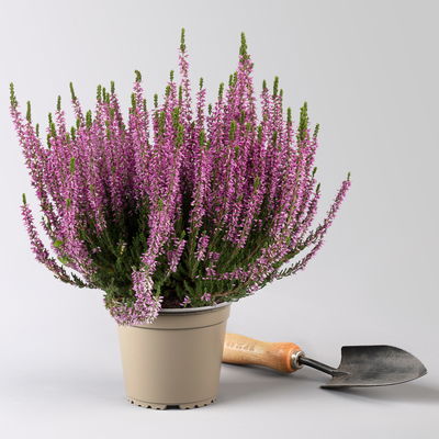 Pflanzenkreation Zauberhafter Winter, 8 Pflanzen + Lichterkette + Erde Pflanzenkreation Zauberhafter Winter, 8 Pflanzen + Lichterkette + Erde