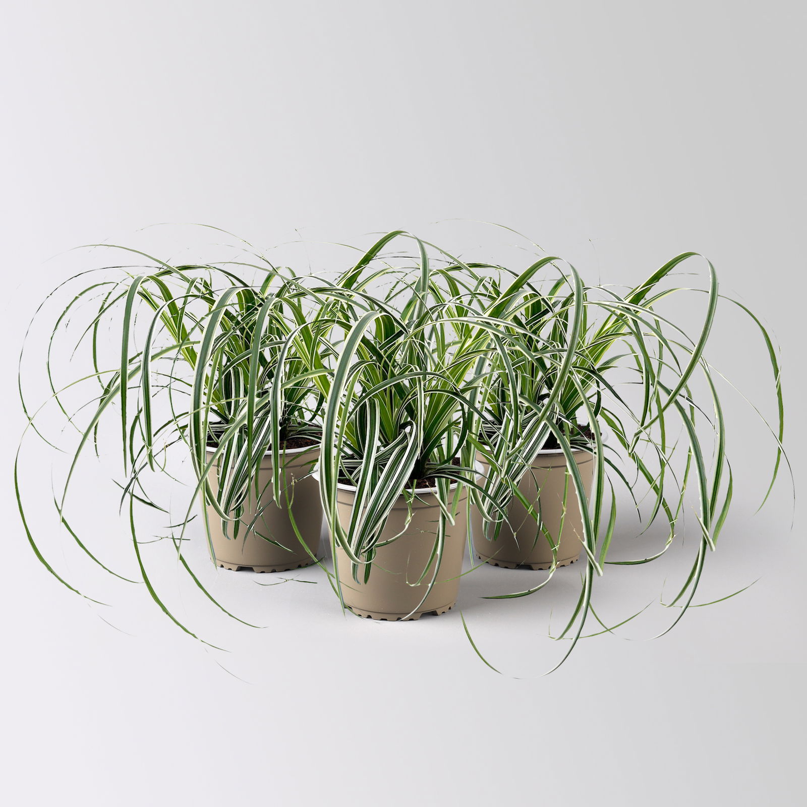 Bio Segge 'Feather Falls', gestreift, Topf-Ø 12 cm, 3 Pflanzen