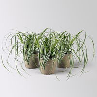 Bio Segge 'Feather Falls', gestreift, Topf-Ø 12 cm, 3 Pflanzen