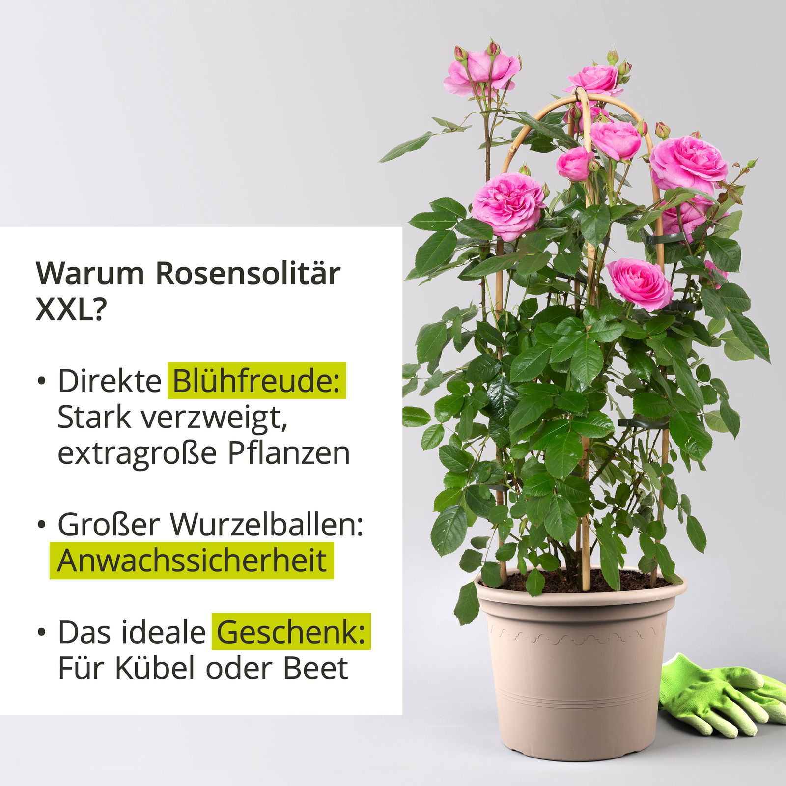 Duftende Edelrose 'Kölle's Duftsommer'®, Doppelbogen, Topf 7,5 Liter