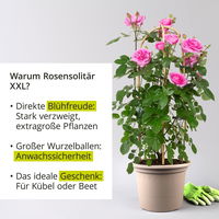 Beetrose 'Yellow Meilove®', hellgelb, Doppelbogen, Topf 7,5 Liter