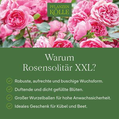 Englische Rose 'Gertrude Jekyll' (Ausbord), rosa, Doppelbogen, Topf 10 Liter Englische Rose 'Gertrude Jekyll' (Ausbord), rosa, Doppelbogen, Topf 10 Liter