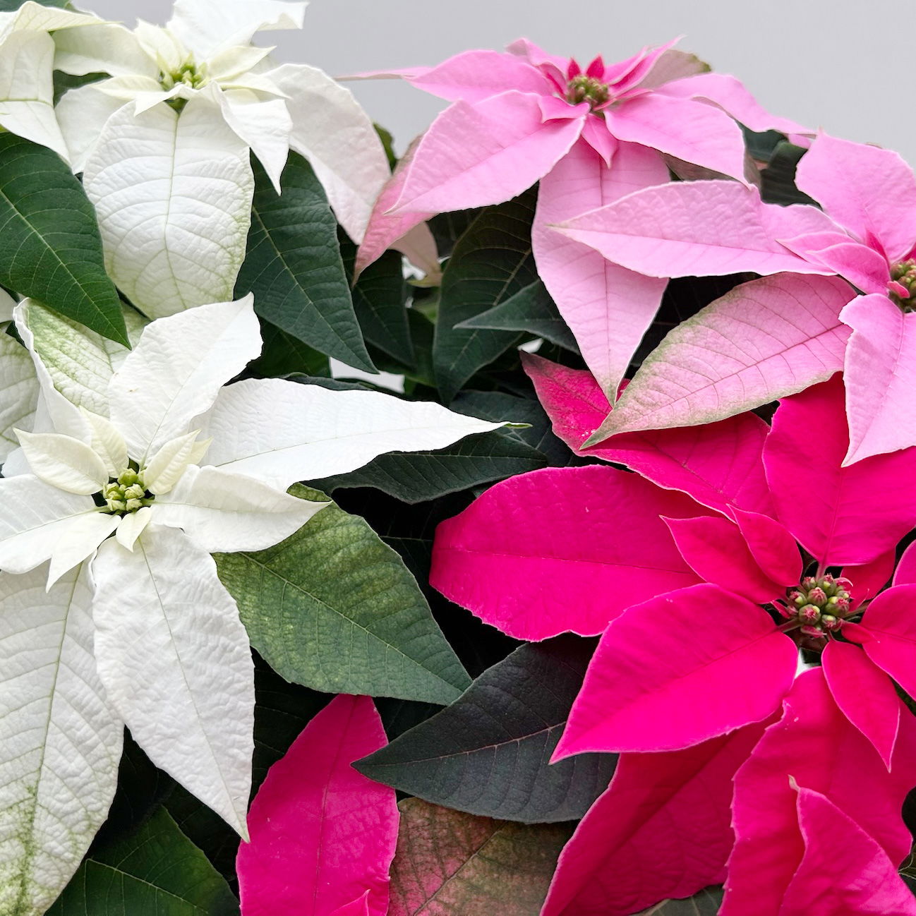 Bio Herbststern, Euphorbia 'Princettia'® Trio, rosa, pink & weiß, Topf-Ø 17 cm