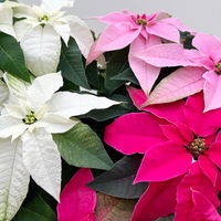 Bio Herbststern, Euphorbia 'Princettia'® Trio, rosa, pink & weiß, Topf-Ø 17 cm