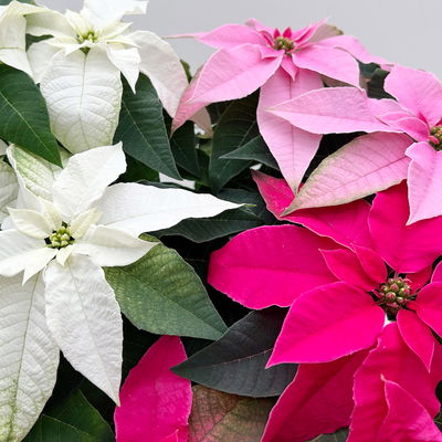 Bio Herbststern, Euphorbia 'Princettia'® Trio, rosa, pink & weiß, Topf-Ø 17 cm Bio Herbststern, Euphorbia 'Princettia'® Trio, rosa, pink & weiß, Topf-Ø 17 cm