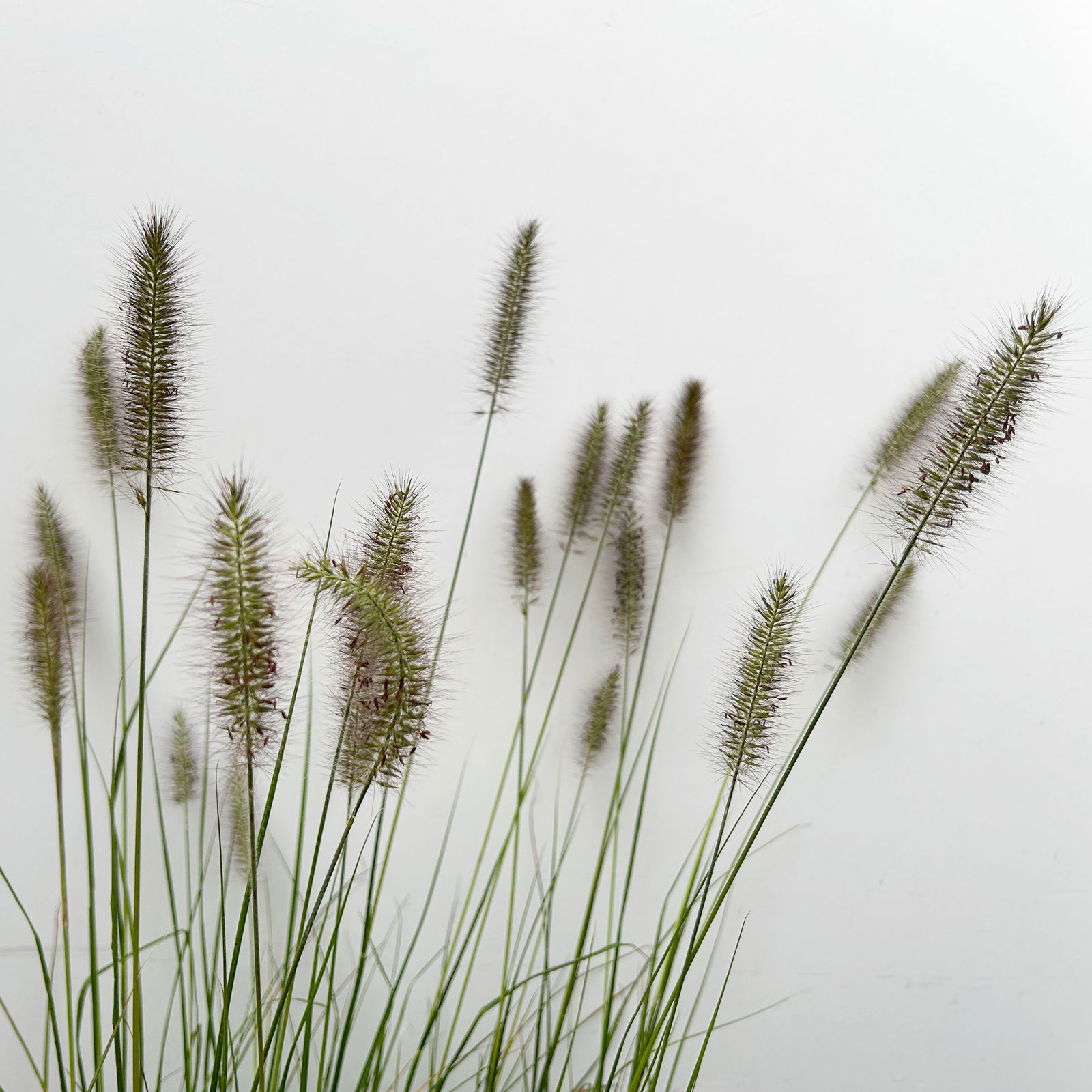 Kölles Beste Lampenputzergras 'Hameln', 19 cm Topf
