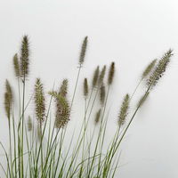 Kölles Beste Lampenputzergras 'Hameln', 19 cm Topf
