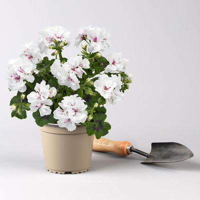 Pflanzenkreation Geranienzauber, groß, 6 Pflanzen inkl. Erde und Dünger Pflanzenkreation Geranienzauber, groß, 6 Pflanzen inkl. Erde und Dünger