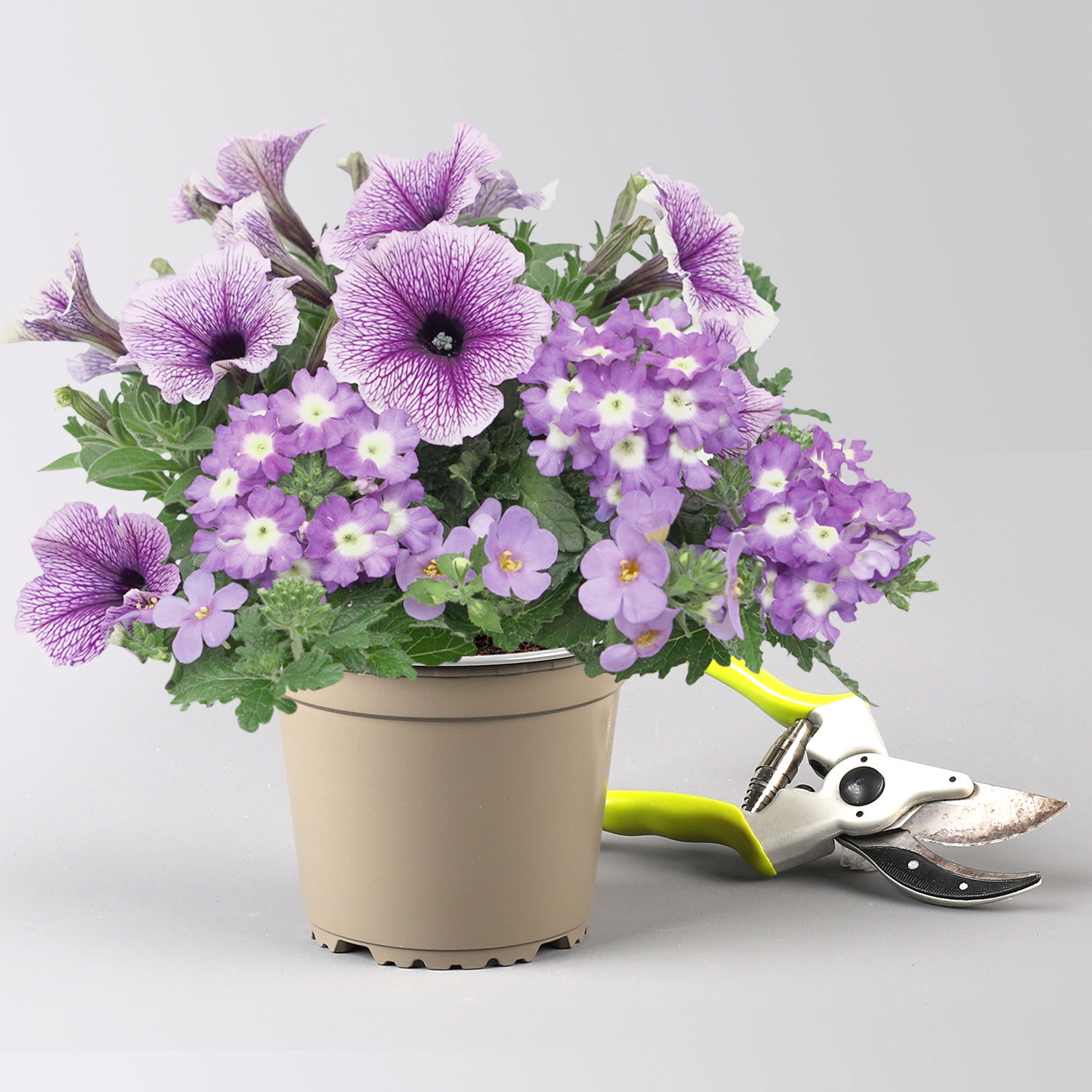 Sommerblumen-Mix, nach Verfügbarkeit, Topf-Ø 13 cm, 3 Pflanzen