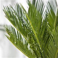 Palmfarn, Topf-Ø 21 cm, Höhe ca. 50-70 cm
