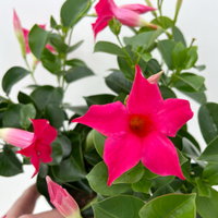 Dipladenie, pink, Topf-Ø 14 cm, 4 Pflanzen Dipladenie, pink, Topf-Ø 14 cm, 4 Pflanzen
