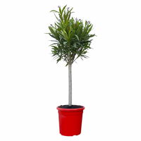 Oleander rot, Stamm, Topf-Ø 22 cm, Höhe ca. 90 cm