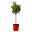 Oleander rot, Stamm, Topf-Ø 22 cm, Höhe ca. 90 cm