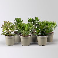 Geldbaum Mix, verschiedene Formen, Topf-Ø 12 cm, Höhe ca. 20 cm, 6 Pflanzen