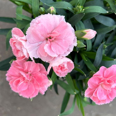 Nelke 'Oscar®', Farbe zufällig, Topf-Ø 14 cm, 4 Pflanzen