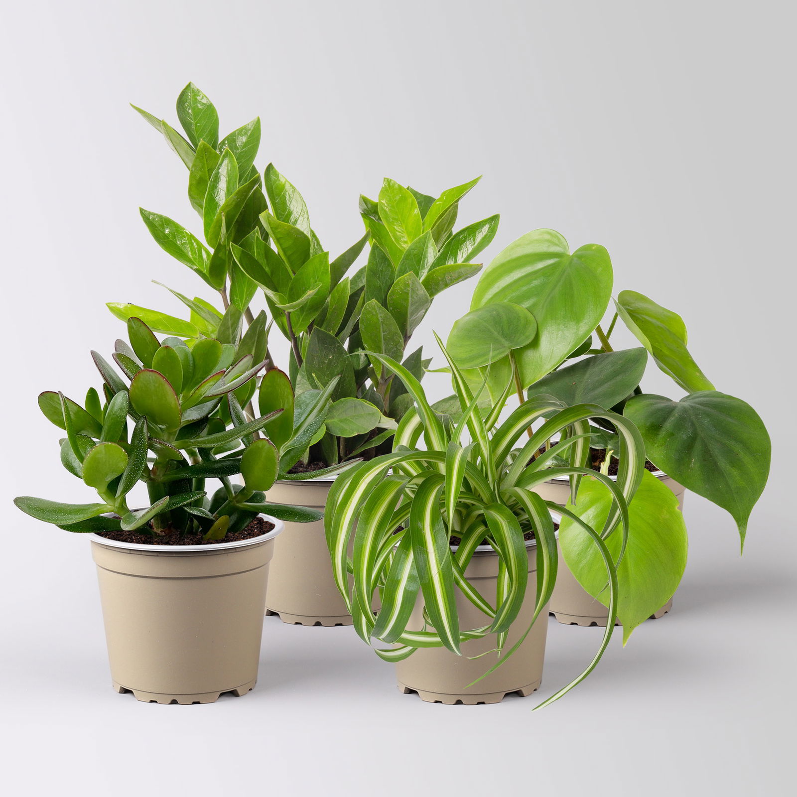 Grünpflanzenkreation 'Einsteiger-Mix', Topf-Ø 12/13 cm, 4 Pflanzen Grünpflanzenkreation 'Einsteiger-Mix', Topf-Ø 12/13 cm, 4 Pflanzen