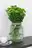 Chrysanthemen als Schnittblumen