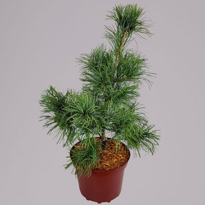 Mädchenkiefer 'Schoon´s Bonsai', Höhe 30-40 cm, Topf 4 Liter, 2er-Set Mädchenkiefer 'Schoon´s Bonsai', Höhe 30-40 cm, Topf 4 Liter, 2er-Set