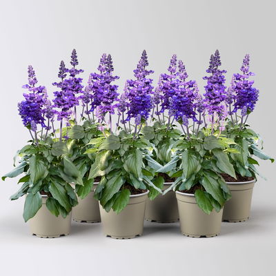 Mehliger Salbei, blau, Topf-Ø 12 cm, 6 Pflanzen