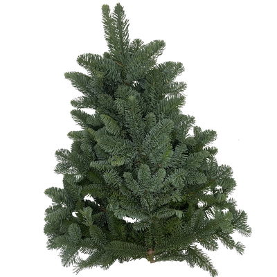 Nordmann- und Nobilis Tannenzweige im Handbund, ca. 1 kg, 4 Bund