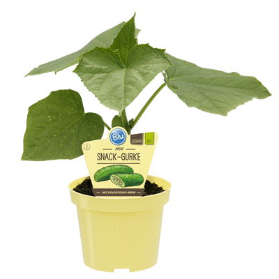 Blu Bio Mini-Snack-Gurke ‘Lunchbox F1‘, Topf-Ø 12 cm, 6er Set Blu Bio Mini-Snack-Gurke ‘Lunchbox F1‘, Topf-Ø 12 cm, 6er Set