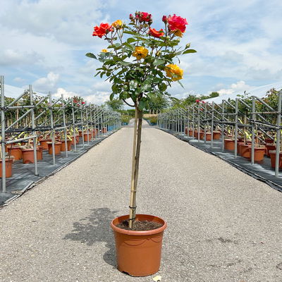 Stammrosen-Duo 'Westpoint'® + 'Westzeit'®, 60cm Stamm, 7,5 Liter Topf