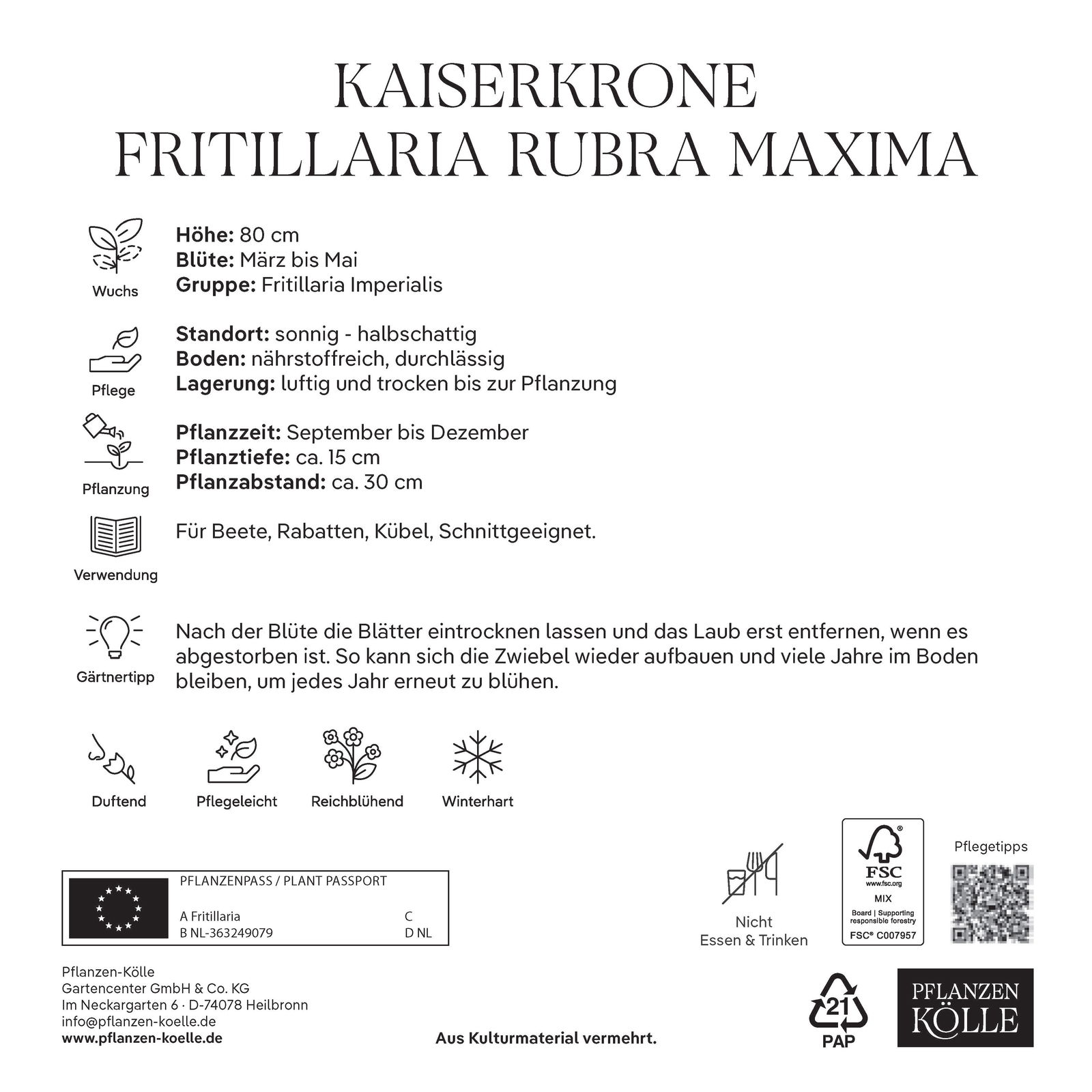 Kaiserkrone (Fritillaria Imperialis Rubra Maxima) rot, 3 Blumenzwiebeln