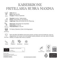 Kaiserkrone (Fritillaria Imperialis Rubra Maxima) rot, 3 Blumenzwiebeln