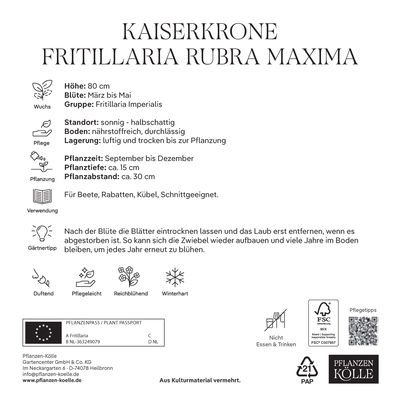 Kaiserkrone (Fritillaria Imperialis Rubra Maxima) rot, 3 Blumenzwiebeln