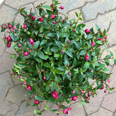 Fuchsie, Farbe zufällig, Topf-Ø 17 cm, Höhe ca. 40 cm, 2 Pflanzen Fuchsie, Farbe zufällig, Topf-Ø 17 cm, Höhe ca. 40 cm, 2 Pflanzen