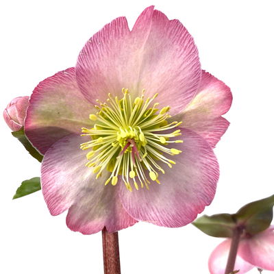 Helleborus 'Cheryl's Shine' rosa, Topf-Ø 15 cm Helleborus 'Cheryl's Shine' rosa, Topf-Ø 15 cm