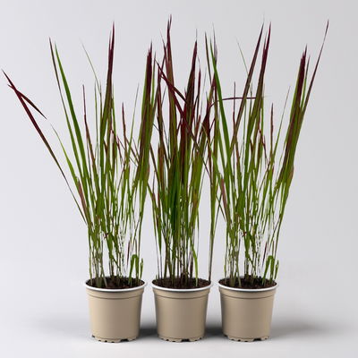 Bio Japanisches Blutgras 'Red Baron', Topf-Ø 12 cm, 3 Pflanzen Bio Japanisches Blutgras 'Red Baron', Topf-Ø 12 cm, 3 Pflanzen