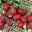Hummi® Erdbeere, Fragaria x ananassa 'Neue Mieze', 3er-Set, 12cm Topf