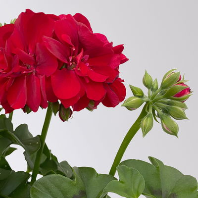 Geranie 'Medio Karolina Dark Red' rot, hängend, Topf-Ø 13 cm, 6er-Set