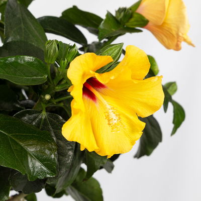 Hibiskus, gelb, Stamm, Topf-Ø 23 cm, Höhe ca. 90 cm