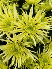 Chrysantheme 'Anansi Spider',gelb, Topf-Ø 12 cm, 6 Pflanzen Chrysantheme 'Anansi Spider',gelb, Topf-Ø 12 cm, 6 Pflanzen