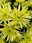 Chrysantheme 'Anansi Spider',gelb, Topf-Ø 12 cm, 6 Pflanzen Chrysantheme 'Anansi Spider',gelb, Topf-Ø 12 cm, 6 Pflanzen