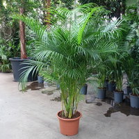 Goldfruchtpalme, Topf-Ø 40 cm, Höhe ca. 200 cm