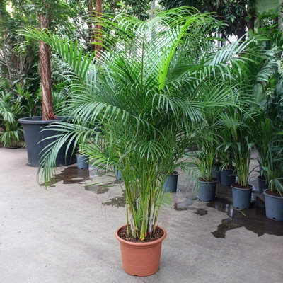 Goldfruchtpalme, Topf-Ø 40 cm, Höhe ca. 200 cm