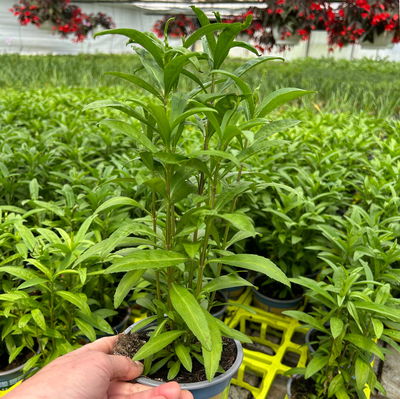 Winterestragon, Kölle Bio, 12cm Topf, frisch aus unserer Bio-Gärtnerei