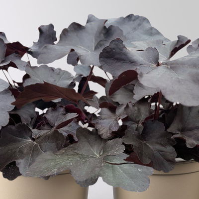 Bio Purpurglöckchen 'Obsidian®', schwarz, Topf-Ø 12 cm, 3 Pflanzen Bio Purpurglöckchen 'Obsidian®', schwarz, Topf-Ø 12 cm, 3 Pflanzen