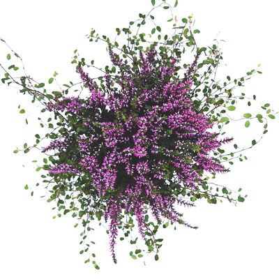 Knospenheide & Mühlenbeckia Mix, rosa, Topf-Ø 13cm, 6 Pflanzen Knospenheide & Mühlenbeckia Mix, rosa, Topf-Ø 13cm, 6 Pflanzen