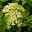 Zwerg-Rispenhortensie, Hydrangea paniculata 'Little Lime'®, 3er-Set, Topf 5 l