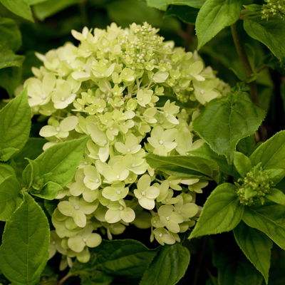 Zwerg-Rispenhortensie, Hydrangea paniculata 'Little Lime'®, 3er-Set, Topf 5 l Zwerg-Rispenhortensie, Hydrangea paniculata 'Little Lime'®, 3er-Set, Topf 5 l