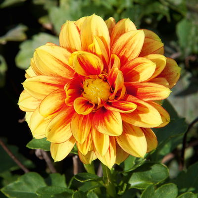 Dahlie, Farbe zufällig, Topf-Ø 14 cm, 4 Pflanzen