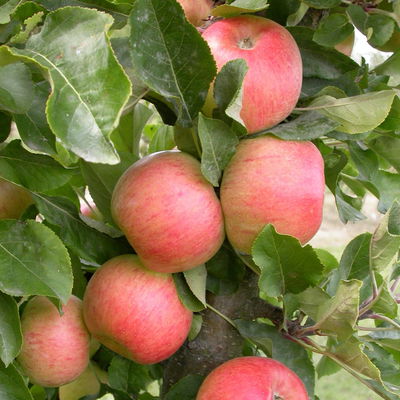 Kölle Bio Säulenapfel 'Rhapsodie'Ⓢ, Unterlage MM 111,  Topf 10 Liter