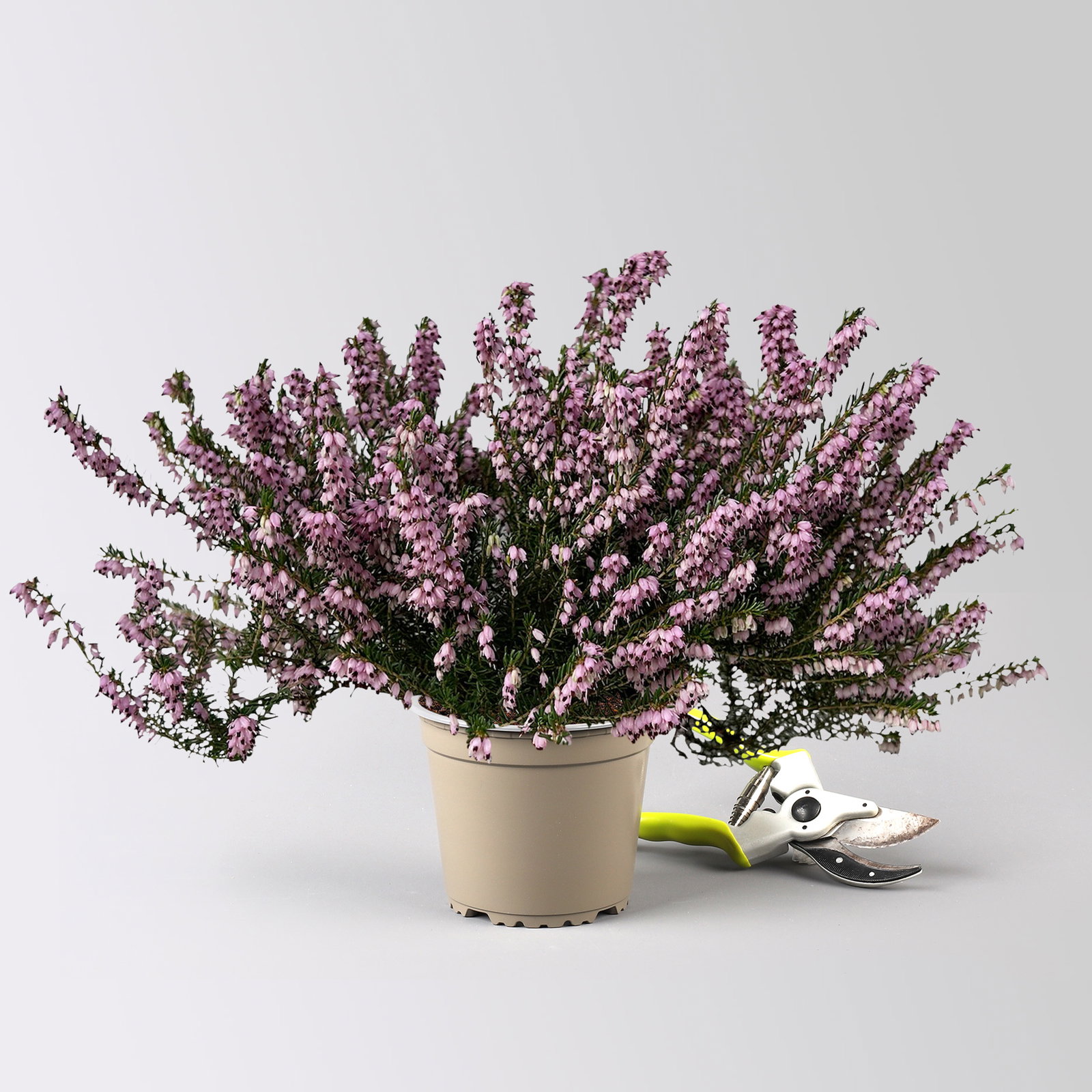 Winterheide, rosa, Topf-Ø 13 cm, 6 Pflanzen