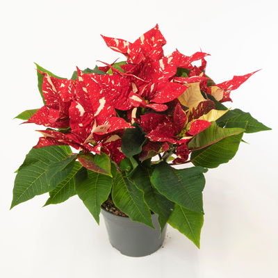 Weihnachtsstern gesprenkelt, 3er-Set, Topf 13 cm Ø Weihnachtsstern gesprenkelt, 3er-Set, Topf 13 cm Ø