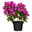 Bougainvillea, Spalier, Topf-Ø 14 cm, Höhe ca. 35 cm