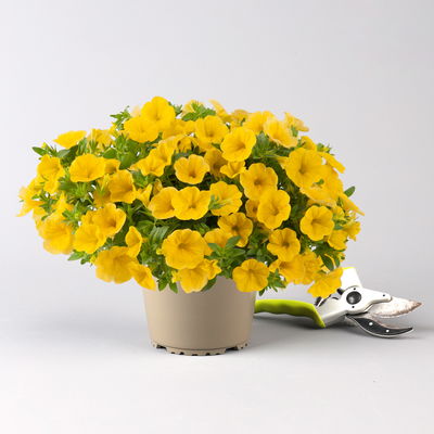 Zauberglöckchen 'Cabaret® Early Bright Yellow' gelb, Topf-Ø 13 cm, 6 Pflanzen Zauberglöckchen 'Cabaret® Early Bright Yellow' gelb, Topf-Ø 13 cm, 6 Pflanzen